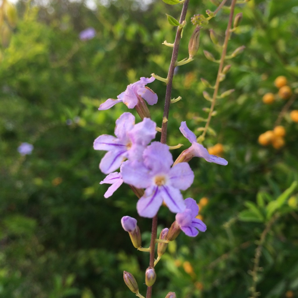 The light blue to violet flowers of Duranta Erecta (假連翹) are in raceme, with a mild scent of vanilla.